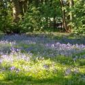 bluebells.jpg
