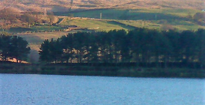 water and trees