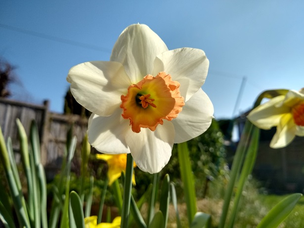 Mothering Sunday flower