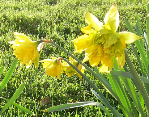 mothering sunday flowers